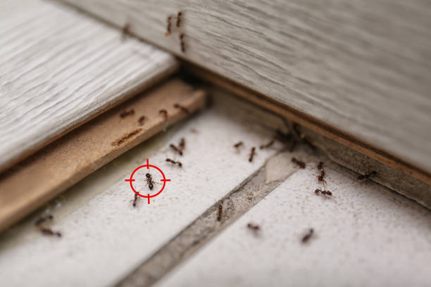 Best Affordable Pest Control Services  in Taylorsville, NC