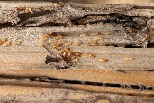Best Commercial Pest Control Services  in Taylorsville, NC