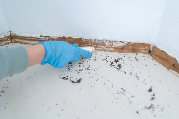 Best Termite Control Services  in Taylorsville, NC
