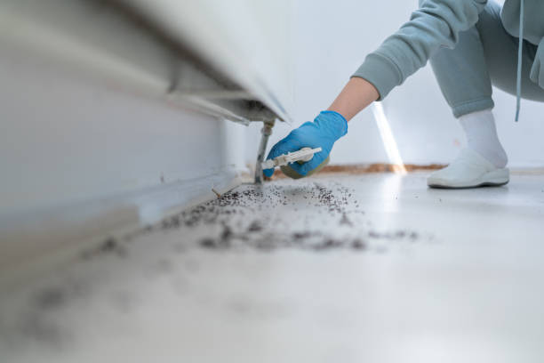 Best Cockroach Control Services  in Taylorsville, NC