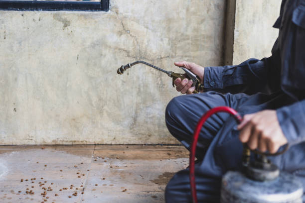 Best Termite Control Services  in Taylorsville, NC